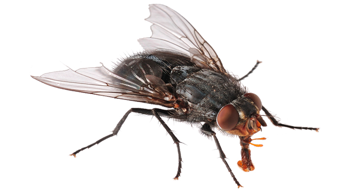 MOSCA HD