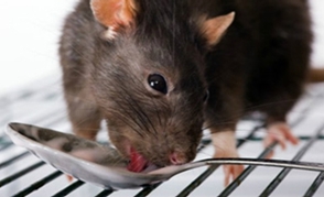 RATA EN COCINA