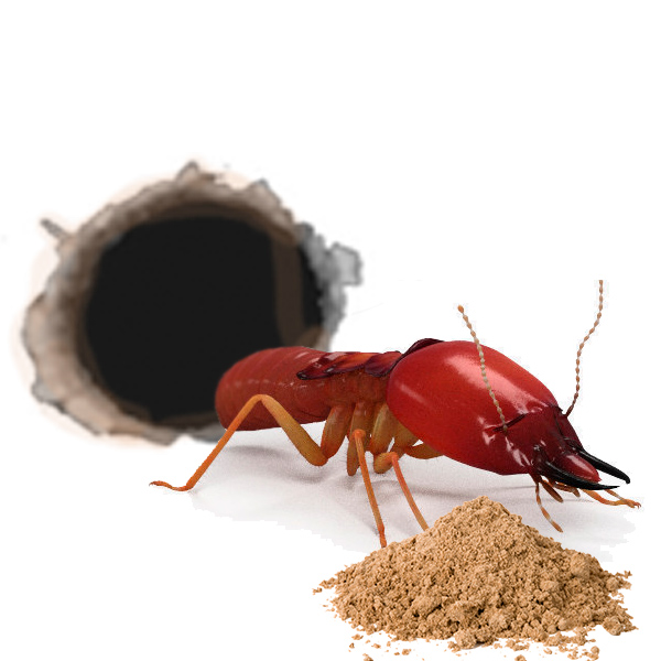 TERMITA HD