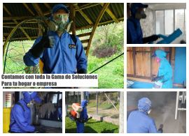 Empresa de fumigaciones Bay-Were, líder en Quindío y Risaralda